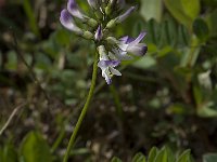 Astragalus alpinus 1, Saxifraga-Willem van Kruijsbergen