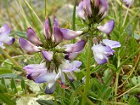 Astragalus alpinus 12, Saxifraga-Ed Stikvoort