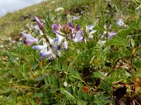 Astragalus alpinus 14, Saxifraga-Ed Stikvoort