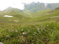 Astragalus alpinus 15, Saxifraga-Ed Stikvoort