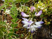 Astragalus alpinus 16, Saxifraga-Ed Stikvoort