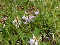 Astragalus alpinus 19, Saxifraga-Ed Stikvoort