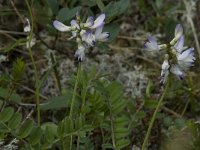 Astragalus alpinus 2, Saxifraga-Willem van Kruijsbergen