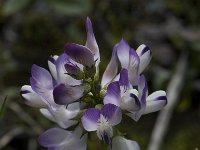 Astragalus alpinus 3, Saxifraga-Willem van Kruijsbergen