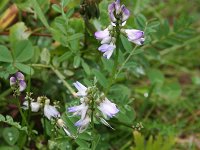 Astragalus alpinus 4, Saxifraga-Dirk Hilbers