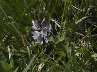 Astragalus alpinus 5, Saxifraga-Willem van Kruijsbergen