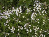 Astragalus alpinus 6, Saxifraga-Jan van der Straaten