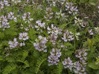 Astragalus alpinus 7, Saxifraga-Jan van der Straaten