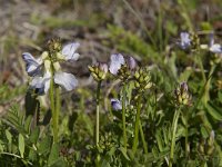 Astragalus alpinus 8, Saxifraga-Jan van der Straaten