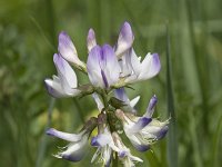 Astragalus alpinus 9, Saxifraga-Willem van Kruijsbergen