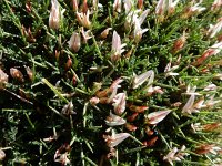 Astragalus balearicus 12, Saxifraga-Peter Meininger