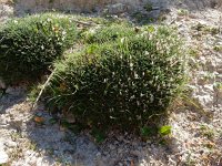 Astragalus balearicus 13, Saxifraga-Peter Meininger
