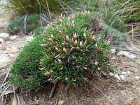 Astragalus balearicus 6, Saxifraga-Ed Stikvoort