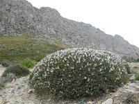 Astragalus balearicus 9, Saxifraga-Ed Stikvoort
