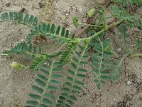 Astragalus boeticus 3, Saxifraga-Rutger Barendse