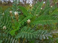 Astragalus boeticus 5, Saxifraga-Ed Stikvoort