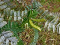 Astragalus boeticus 6, Saxifraga-Ed Stikvoort