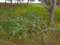 Astragalus boeticus 7, Saxifraga-Ed Stikvoort