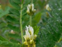 Astragalus boeticus 8, Saxifraga-Ed Stikvoort