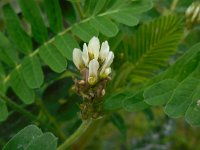 Astragalus boeticus 9, Saxifraga-Ed Stikvoort