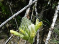 Astragalus campestris
