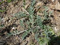 Astragalus campestris 2, Saxifraga-Rutger Barendse