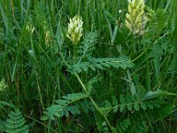 Astragalus cicer 11, Saxifraga-Ed Stikvoort