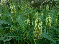 Astragalus cicer 14, Saxifraga-Ed Stikvoort