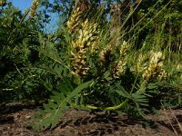 Astragalus cicer 15, Saxifraga-Ed Stikvoort