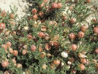 Astragalus clusii