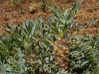 Astragalus compactus 6, Saxifraga-Ed Stikvoort