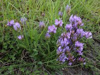 Astragalus danicus 2, Saxifraga-Ed Stikvoort