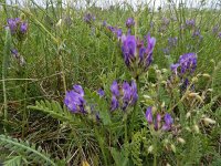 Astragalus danicus 5, Saxifraga-Ed Stikvoort