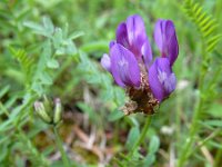 Astragalus danicus 6, Saxifraga-Ed Stikvoort