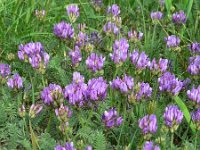 Astragalus danicus 9, Saxifraga-Jan Willem Jongepier