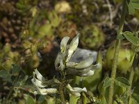 Astragalus depressus