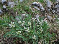 Astragalus depressus 3, Saxifraga-Jeroen Willemsen