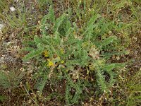 Astragalus exscapus 1, Saxifraga-Ed Stikvoort