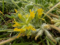 Astragalus exscapus 5, Saxifraga-Ed Stikvoort