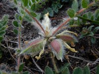 Astragalus exscapus 8, Saxifraga-Ed Stikvoort