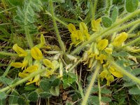 Astragalus exscapus 9, Saxifraga-Ed Stikvoort