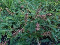 Astragalus falcatus 3, Saxifraga-Ed Stikvoort