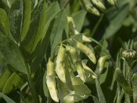 Astragalus frigidus 2, Saxifraga-Willem van Kruijsbergen