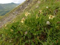 Astragalus frigidus 6, Saxifraga-Ed Stikvoort