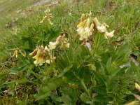 Astragalus frigidus 7, Saxifraga-Ed Stikvoort