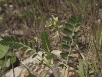 Astragalus glycyphyllos, Wild Liquorice
