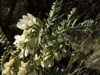 Astragalus lusitanicus 10, Saxifraga-Jan van der Straaten