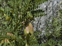 Astragalus lusitanicus 2, Saxifraga-Jan van der Straaten