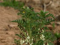 Astragalus lusitanicus 3, Saxifraga-Dirk Hilbers