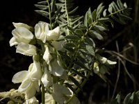 Astragalus lusitanicus 5, Saxifraga-Jan van der Straaten